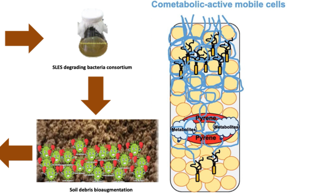 WORKSHOP CNR-IRSA: “COMUNITÀ MICROBICHE NATURALI E LORO RUOLO NELLA RIMOZIONE DEI CONTAMINANTI ORGANICI”.