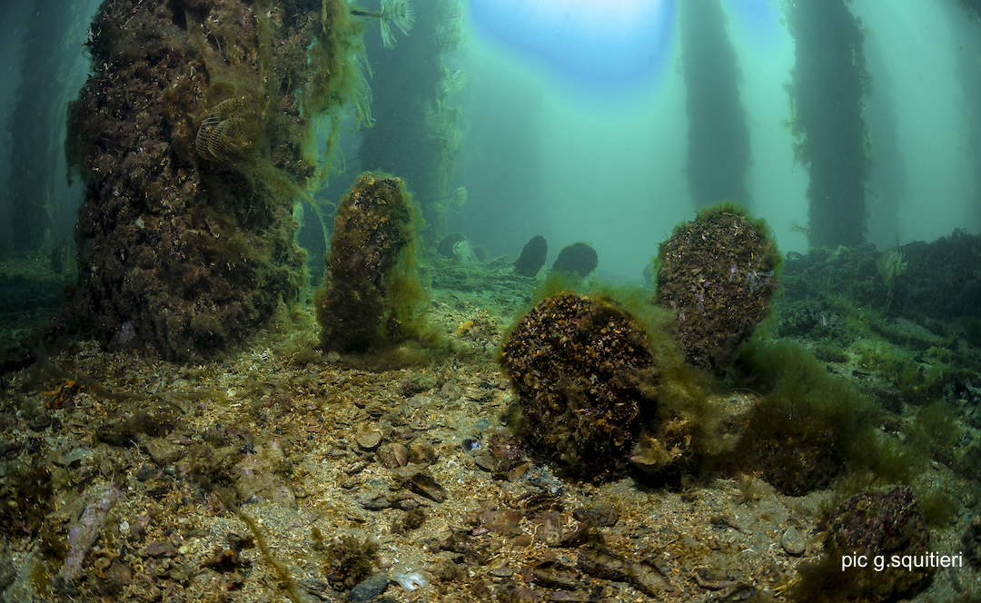 Seminario CNR-IRSA online sul tema: “Pinna nobilis: un’icona del Mediterraneo a rischio di estinzione”.