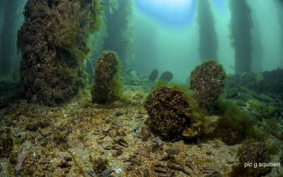Seminario CNR-IRSA online sul tema: “Pinna nobilis: un’icona del Mediterraneo a rischio di estinzione”.