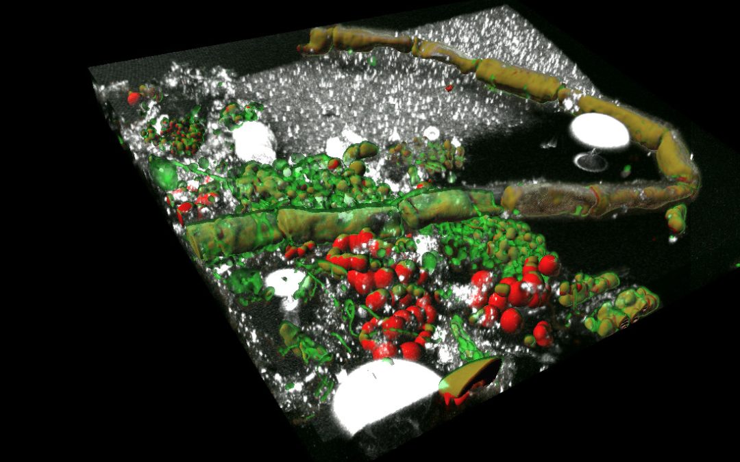 CNR-IRSA in collaborazione con ENEA e Legambiente per lo studio delle microplastiche nei laghi italiani.