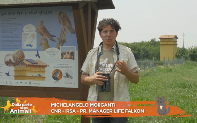 Il CNR-IRSA e il progetto LIFE FALKON a Rete 4.