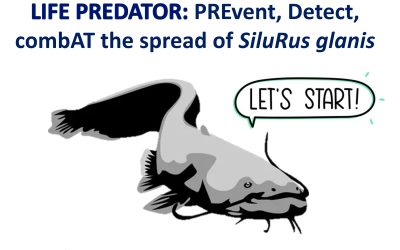 Il Siluro (Silurus glanis) minaccia la biodiversità dei laghi Sud-Europei. CNR-IRSA coordina il progetto LIFE “PREDATOR”.