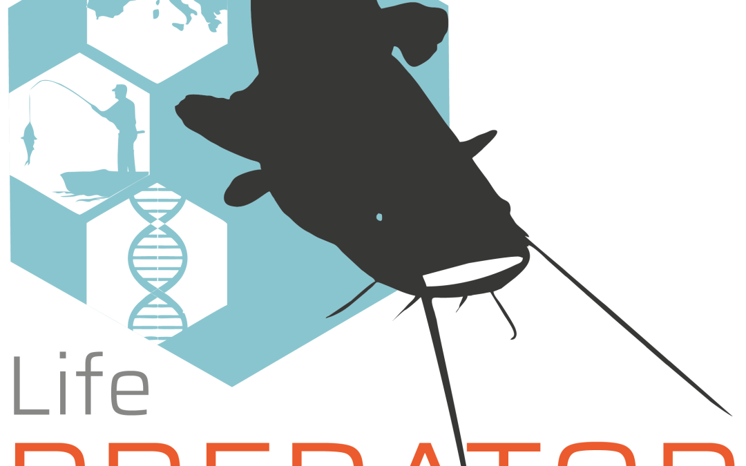 Il progetto LIFE Predator: “Prevent, Detect, Combat the Spread of Silurus glanis in Mediterranean lakes to protect biodiversity”.