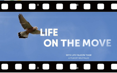 L’IRSA e il Centenario del CNR: presentazione del documentario ufficiale del progetto LIFE FALKON – Life on the move.