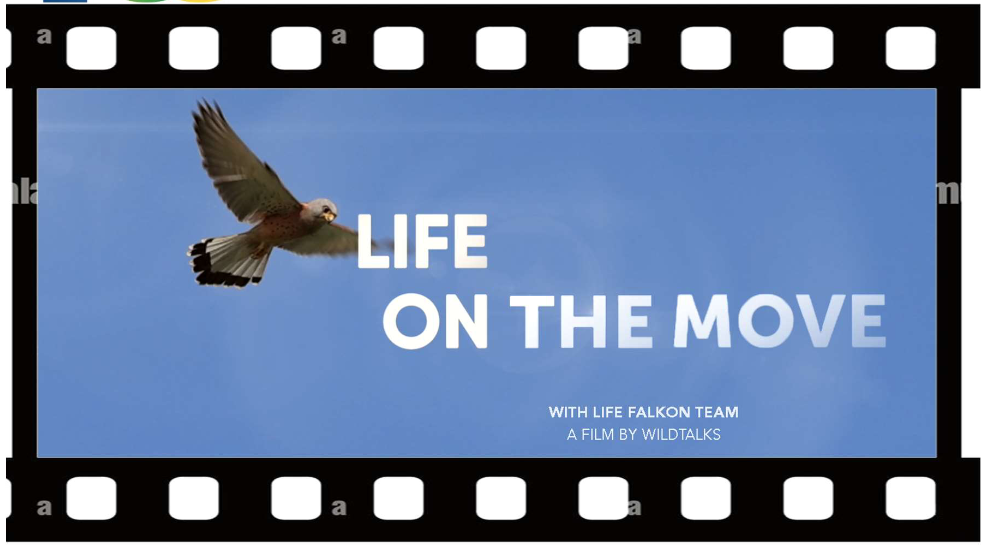 L’IRSA e il Centenario del CNR: presentazione del documentario ufficiale del progetto LIFE FALKON – Life on the move.