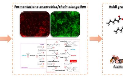 Ecologia del microbioma coinvolto nella produzione di acidi grassi a media catena da rifiuti alimentari.