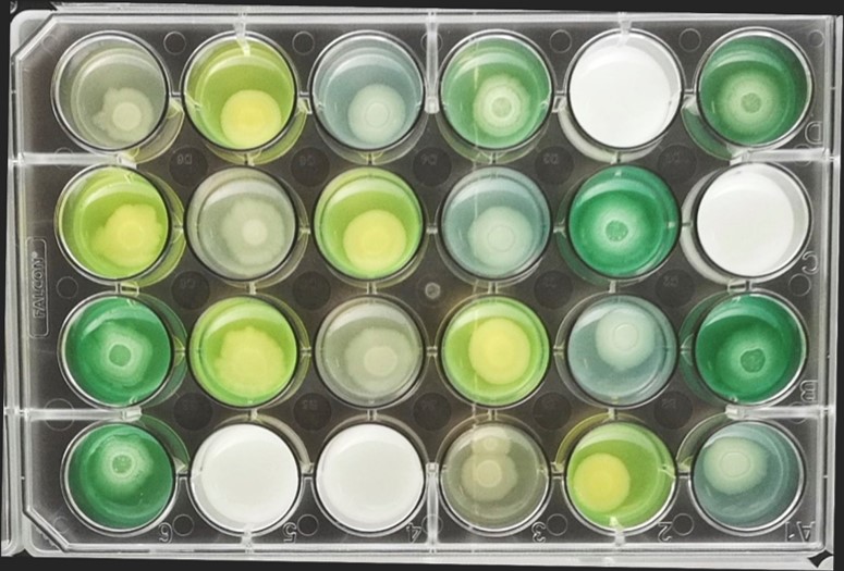 Seminario CNR – IRSA online: “Evolutionary games, ecological dynamics and probiotic effects induced by siderophores in bacterial communities”