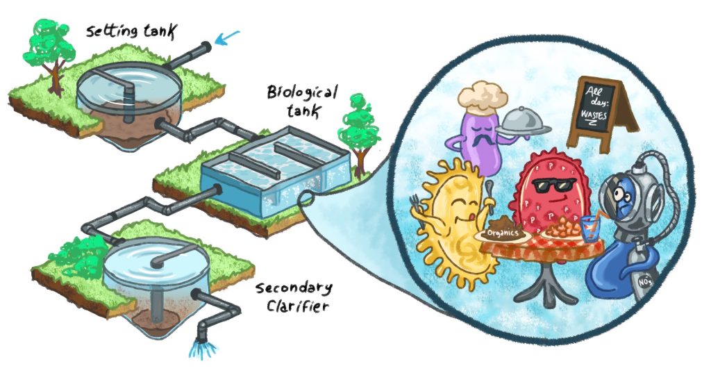 Life in wastewater treatment plants: microbes are our invisible friends “Mummy what happens to poo when it is flushed away?”