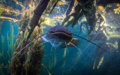 Predatori silenziosi. Strategie ed esperienze di gestione del Siluro e di altre specie invasive nelle aree protette Rete Natura 2000 del Nord Italia